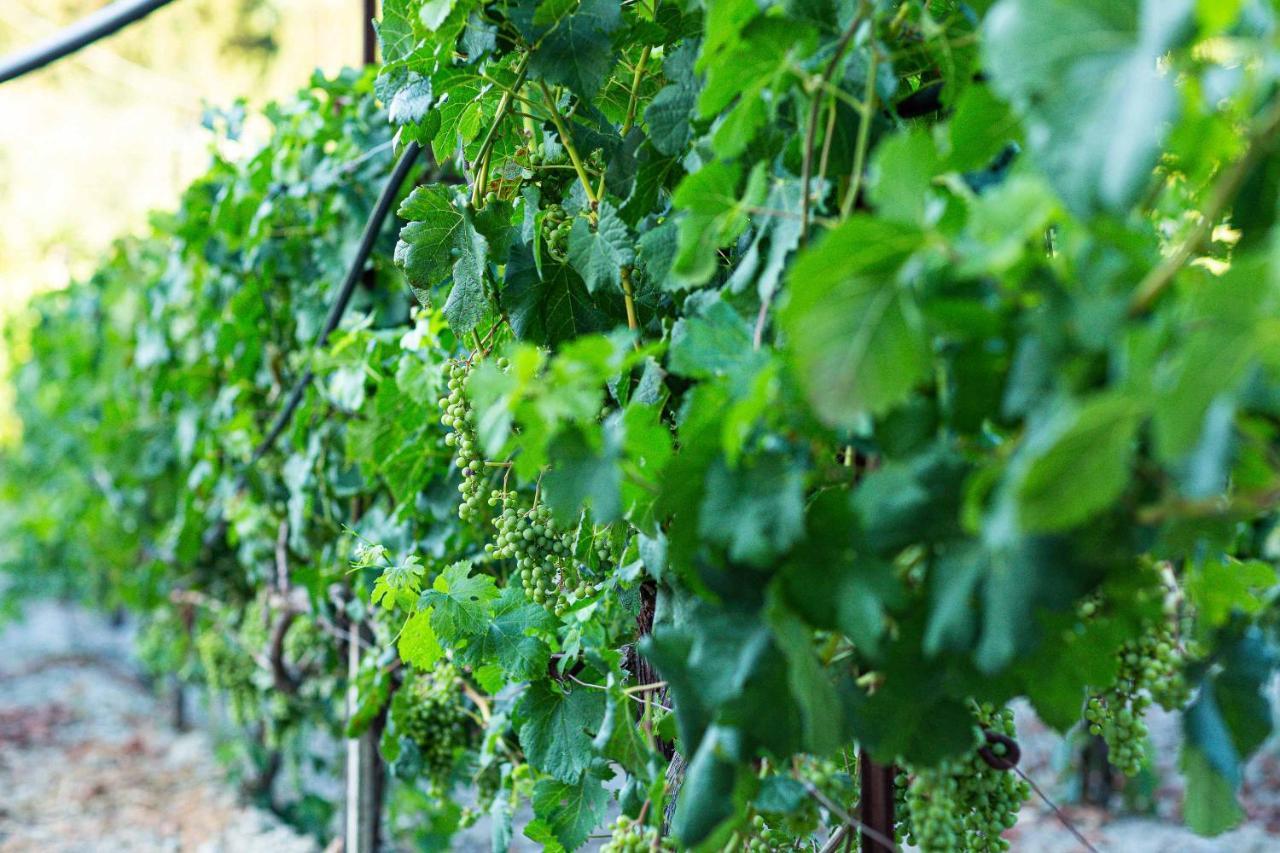 Villa Mantilari Wine Estate 7 Apartments 2 Private Pools 1 Heated Tennis Court Fitness Center Archanes Buitenkant foto